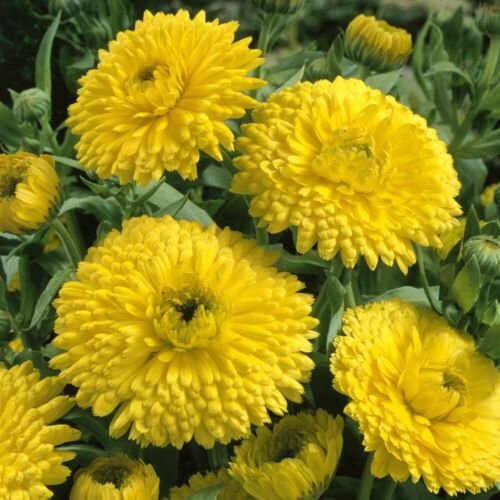 Golden Emperor Calendula 20 seeds per pack