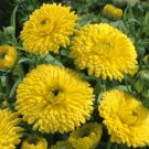 Golden Emperor Calendula 20 seeds per pack