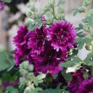 Queeny Purple Hollyhock 20 seeds per pack