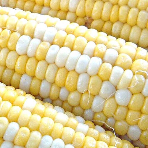 Peaches & Cream Corn 25 seeds per pack