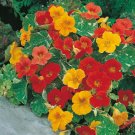 Alaska Mix Nasturtium 25 seeds per pack