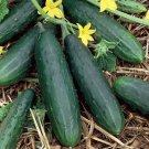 Spacemaster 80 Cucumber 25 seeds per pack