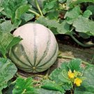 Charentais Melon 25 seeds per pack