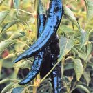 Pasilla Bajio Chilaca Pepper 25 seeds per pack