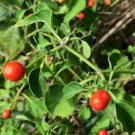 Chiltepin / Tepin / Chile Pequin / Birds Eye Pepper 25 seeds per pack