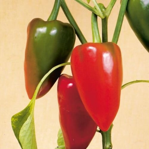Pimento Pepper 25 seeds per pack