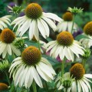 White Swan Coneflower 25 seeds per pack