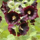 Nigra Hollyhock 25 seeds per pack