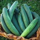Metki Armenian Dark Green Cucumber 30 seeds per pack