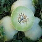 Green Honeydew Melon 30 seeds per pack