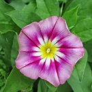 Rose Ensign Dwarf Morning Glory 30 seeds per pack