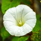Pearly Gates Morning Glory 30 seeds per pack