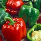 California Wonder 300 TMR Bell Pepper 30 seeds per pack