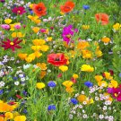 Western Wildflower Mix Heirloom Flower ing  200 seeeds