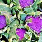 Purple Violetta Italia Cauliflower Heirloom Open Pollinated Container ing Vegetable  200 seeeds
