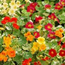Nasturtium Alaska Mix Herb Heirloom Gourmet Heirloom Flower Vegetable  200 seeeds