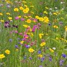 All Perennial Wildflower Mix Heirloom Flower ing  200 seeeds