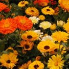 Calendula Pacific Beauty Herb Heirloom Culinary  Plant  200 seeeds