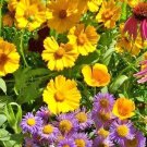 Bee Friendly Wildflower Mix Heirloom  200 seeeds