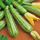 Italian Striped Zucchini Summer Squash 15+ Heirloom Naturally Grown Open Pollinate