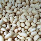 Navy Dry Shell Bean Heirloom Open Pollinated  200 seeeds