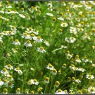 German Chamomile Herb Heirloom Flowers Open Pollinated 200 seeeds