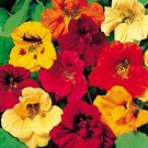 Nasturtium Jewel Mix Heirloom Culinary Gourmet Salad Flower  200 seeeds