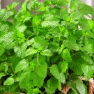 Lemon Balm Herb Heirloom Culinary  Open Pollinated  200 seeds