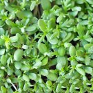 Shungiku Three Color Daisy Heirloom  100+ Open Pollinated Vegetable