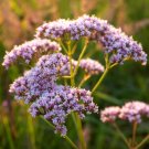 Lavender Munstead (English Lavender) Heirloom Culinary  Mosquito Repellent  200 seeeds