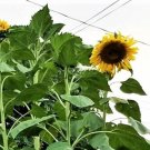 Sunflower Mammoth Grey Stripe Heirloom Open Pollinated Container ing 200 seeds