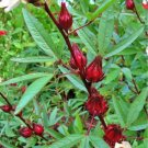Roselle Asian Sour Leaf (Hibiscus) Open Pollinated  100 seeds