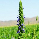 Chia Herb Heirloom Culinary  Aztec Superfood  200 seeeds