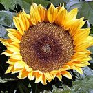 Sunspot Dwarf Sunflower Herb Heirloom Open Pollinated  200 seeeds