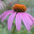 Purple Coneflower Echinacea 100+ Heirloom Friendly