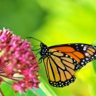 Common Milkweed Flower Monarch Butterfly Attractor 200 seeeds
