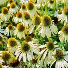 Echinacea White Swan Coneflower Herb Heirloom Culinary  Hummingbird 200 seeeds