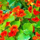 Nasturtium Empress of India 25+ Heirloom Herb Heirloom Gourmet Mix Flower