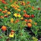 French Marigold Sparky Mix Heirloom Companion Plant Pot 200 seeds