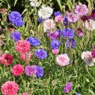 Cornflower Mix Herb Heirloom Culinary  Open Pollinated  200 seeds