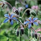 Michigan Lilly 25 seeds per pack