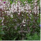 White Cleome 25 seeds per pack