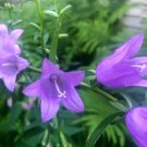 Blue Bellflower 25 seeds per pack
