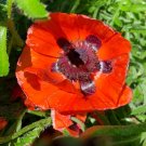 Oriental Poppy 25 seeds per pack
