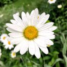 Shasta Daisy 25 seeds per pack