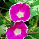 Happy Hour Rose Morning Glory 25 seeds per pack