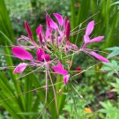 Pink Cleome 25 seeds per pack