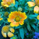 Blanket Flower 25 seeds per pack