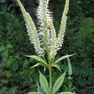 Culver’s Root 25 seeds per pack