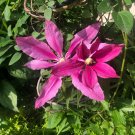 Liberation Clematis 25 seeds per pack